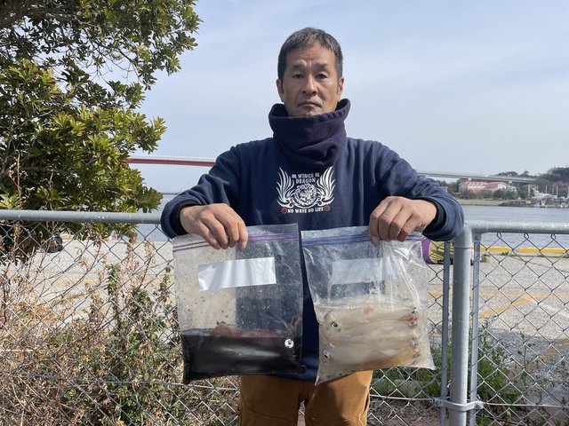 マルイカ(ケンサキイカ)