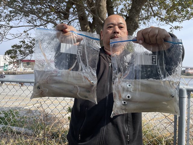 マルイカ(ケンサキイカ)