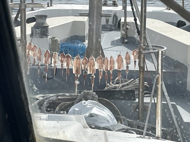 マルイカ(ケンサキイカ)