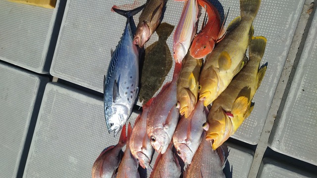 マダイ・アオナ(アオハタ)