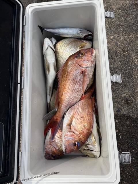 マダイ・シラタイ(ヘダイ)