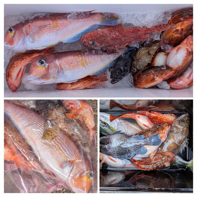 アカイサキ・アマダイ(アカアマダイ)・オニカサゴ・クロソイ・カサゴ