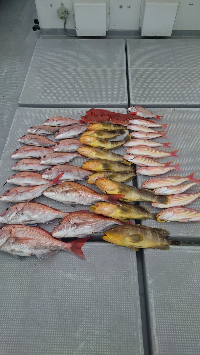 マダイ・アオナ(アオハタ)