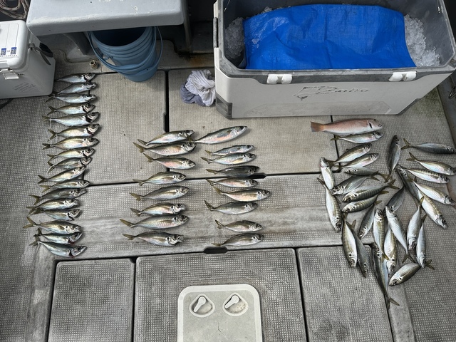 アジ(マアジ)・シロアマダイ・サバ(マサバ)