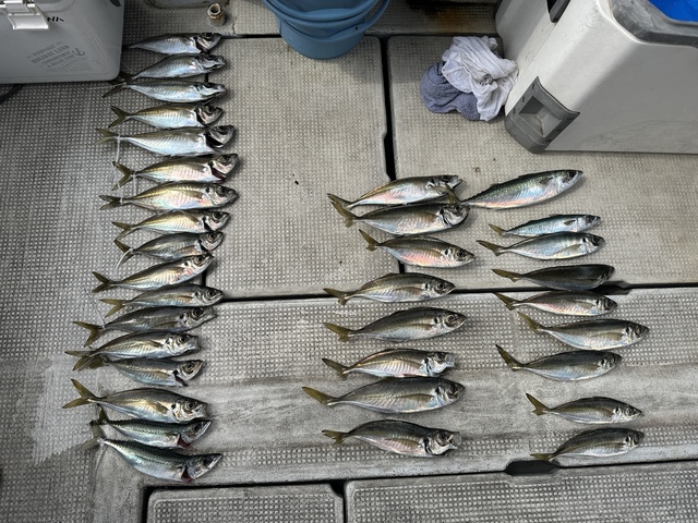 アジ(マアジ)・サバ(マサバ)