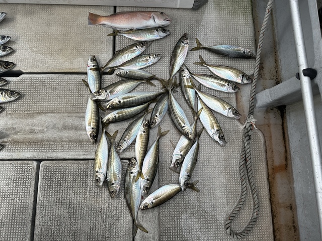 アジ(マアジ)・シロアマダイ・サバ(マサバ)