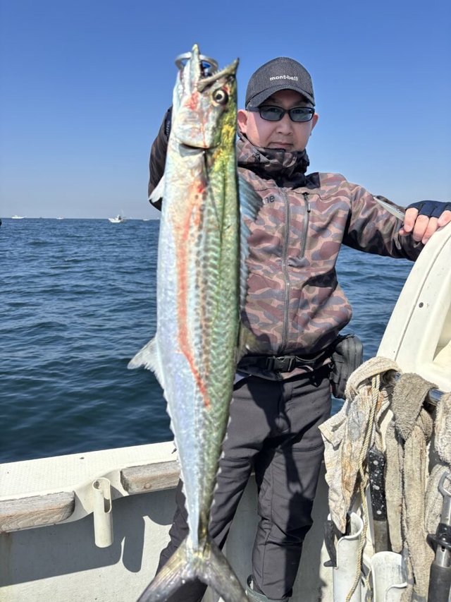 サゴシ(サワラ)