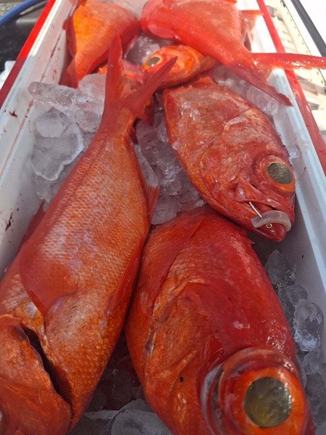 キンメ(キンメダイ)