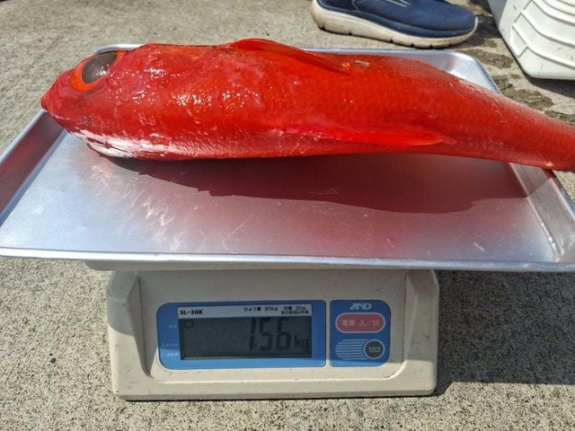 キンメ(キンメダイ)