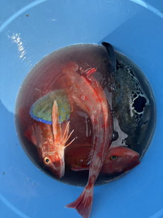 ホウボウ・トラフグ