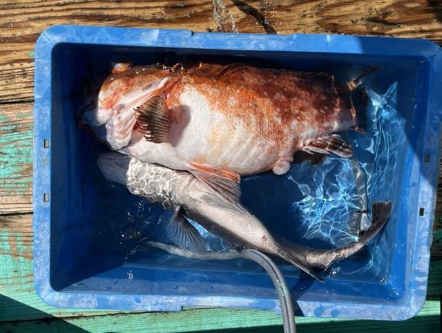 ウッカリカサゴ