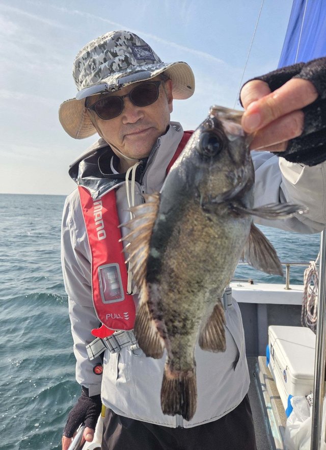 クロメバル(メバル)