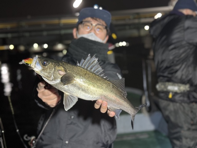 シーバス(スズキ)