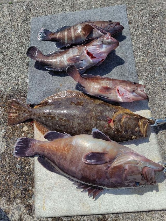 ヒラメ・ハタ(マハタ)