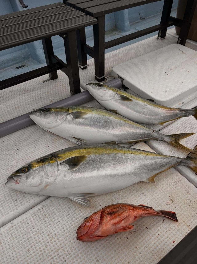 ブリ・ハマチ(ブリ)・メジロ(ブリ)・ウッカリカサゴ