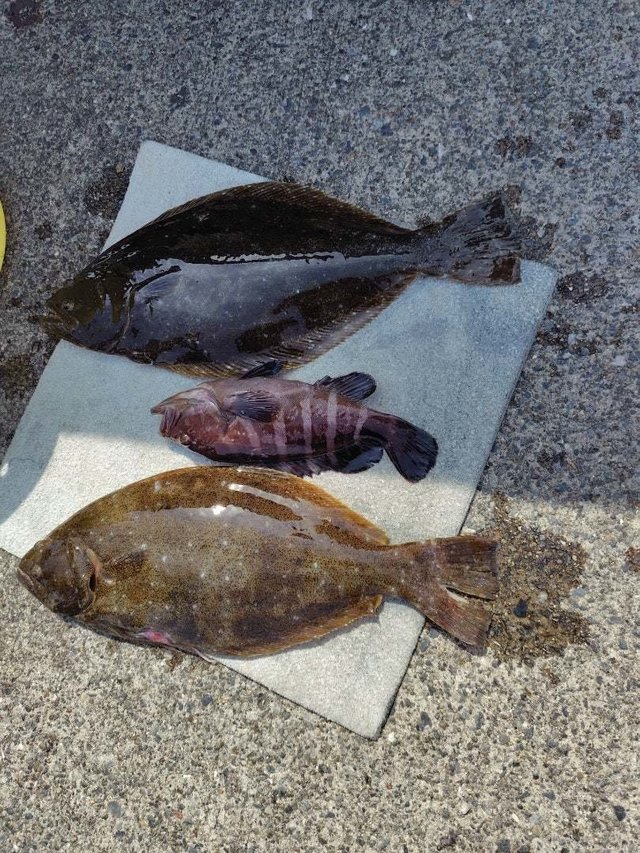 ヒラメ・ハタ(マハタ)