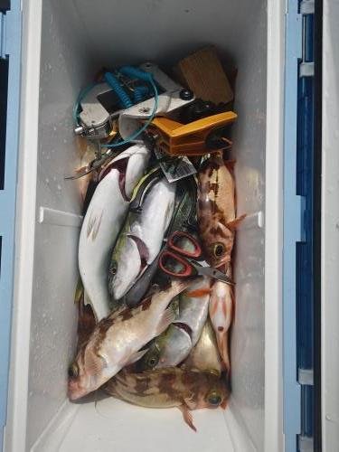 アジ(マアジ)・ソイ(クロソイ)・メバル