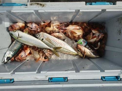 アジ(マアジ)・メバル