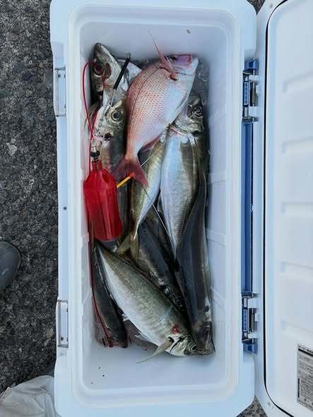 マダイ・アジ(マアジ)