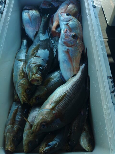 キダイ・イサキ