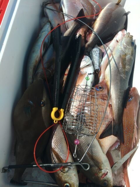 マダイ・キダイ・イサキ