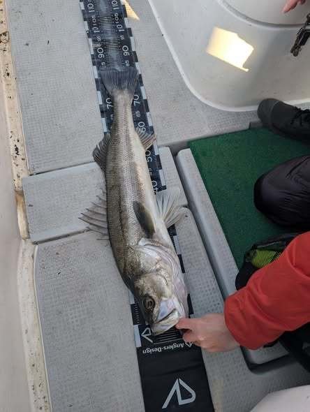 シーバス(スズキ)