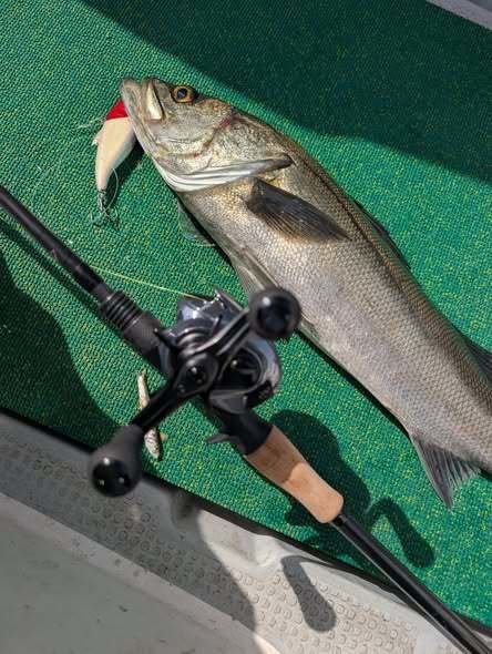 シーバス(スズキ)