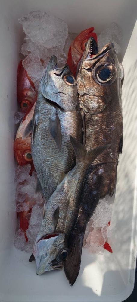 クロムツ・キンメ(キンメダイ)