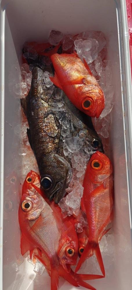 クロムツ・キンメ(キンメダイ)