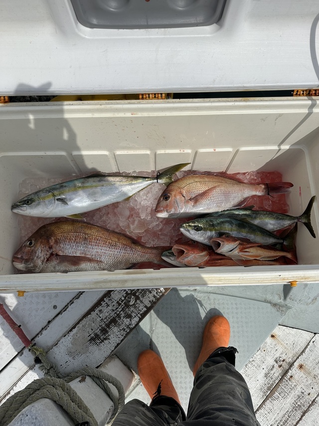 マダイ・イナダ(ブリ)