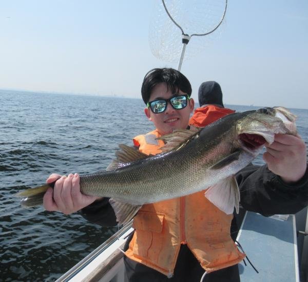 シーバス(スズキ)