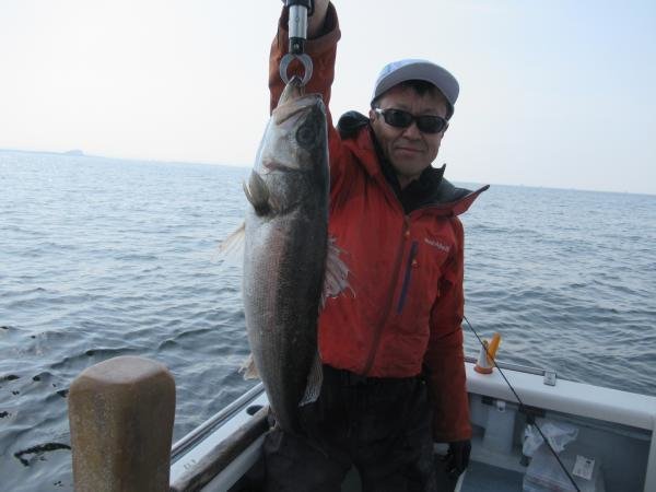 シーバス(スズキ)