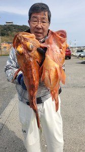 カンコ(ウッカリカサゴ)