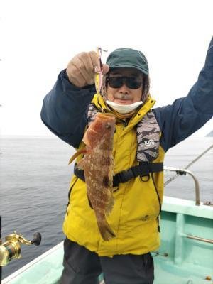 アコウ(キジハタ)