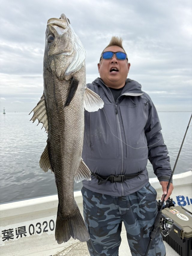 シーバス(スズキ)