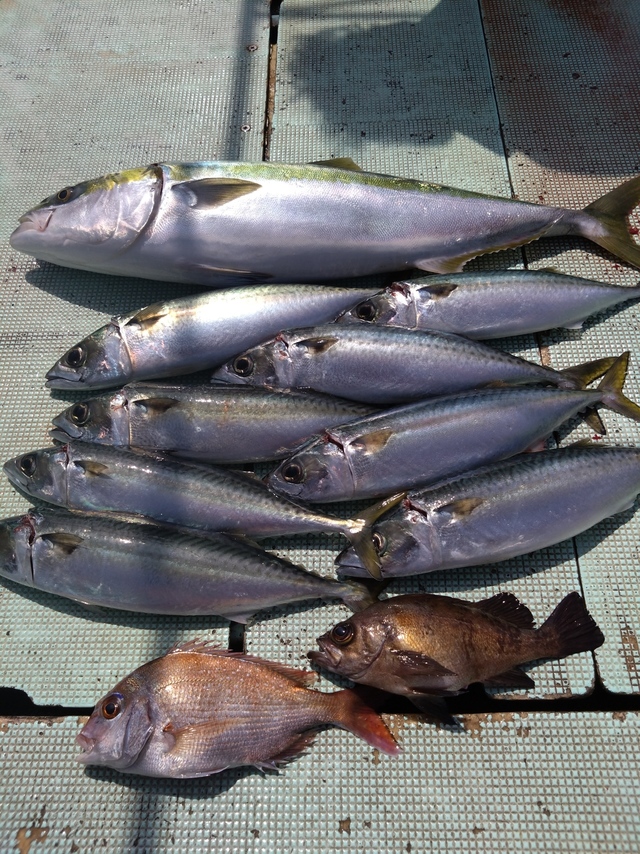 メジロ(ブリ)・サバ(マサバ)