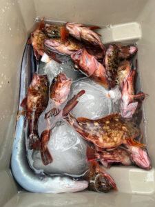 カサゴ・アナゴ(マアナゴ)