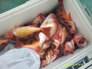 オキメバル(ウスメバル)