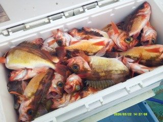 オキメバル(ウスメバル)