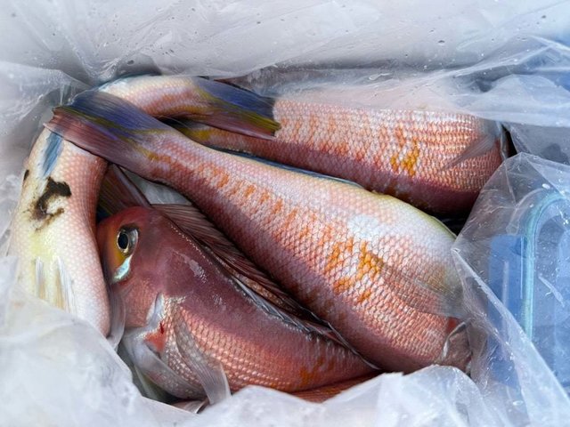 アマダイ(アカアマダイ)