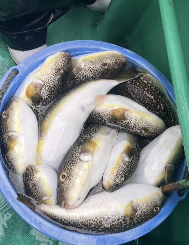 ショウサイフグ