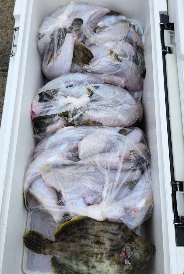 ショウサイフグ