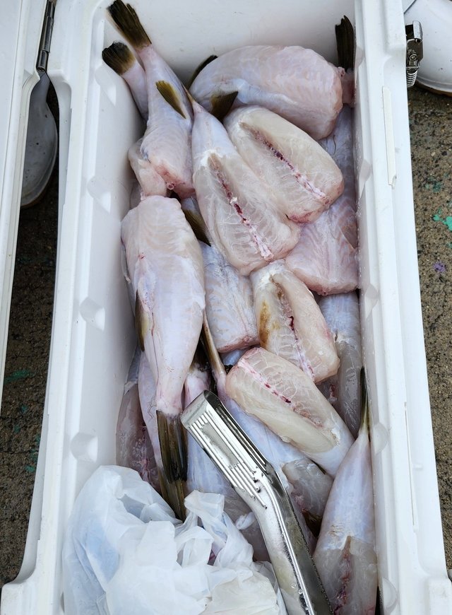 ショウサイフグ