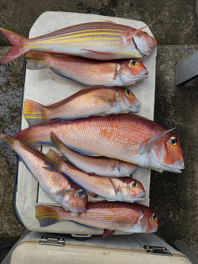 アマダイ(アカアマダイ)