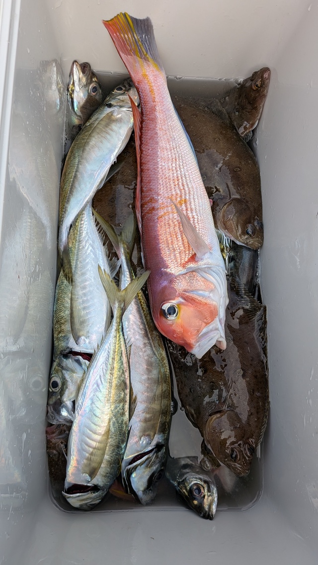 アジ(マアジ)・アカアマダイ