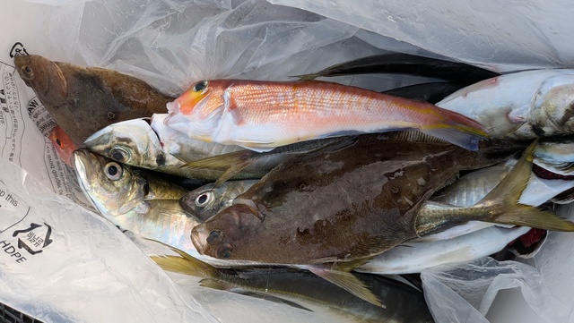 アジ(マアジ)・アカアマダイ