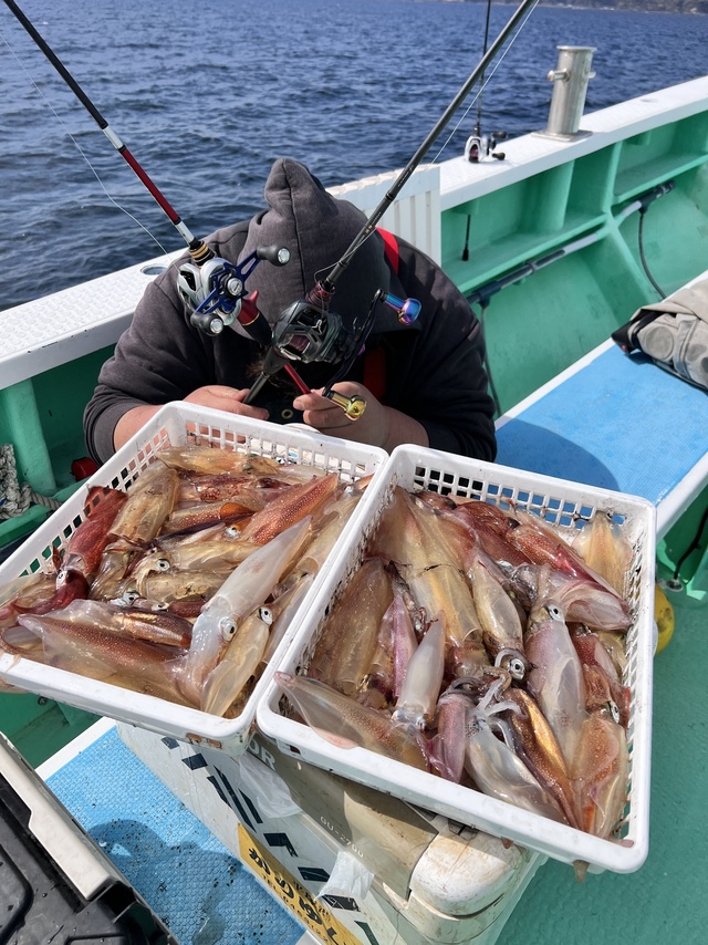 マルイカ(ケンサキイカ)