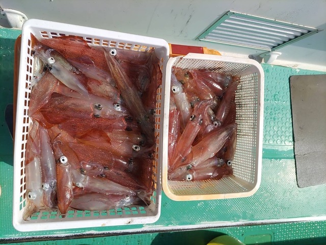 マルイカ(ケンサキイカ)