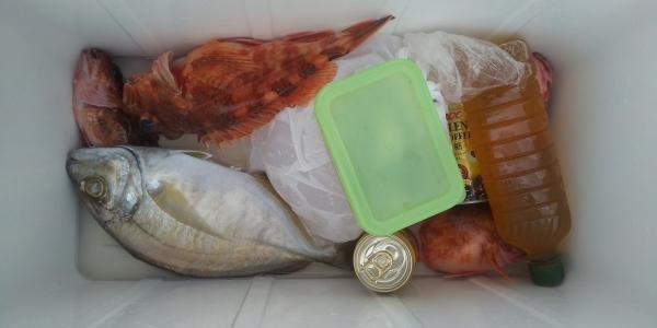 カイワリ・カサゴ