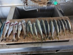 アジ(マアジ)・ムツ(クロムツ)